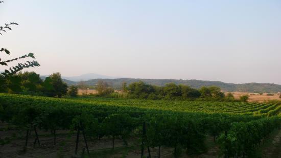Theotoky Estate