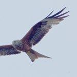 Asterias